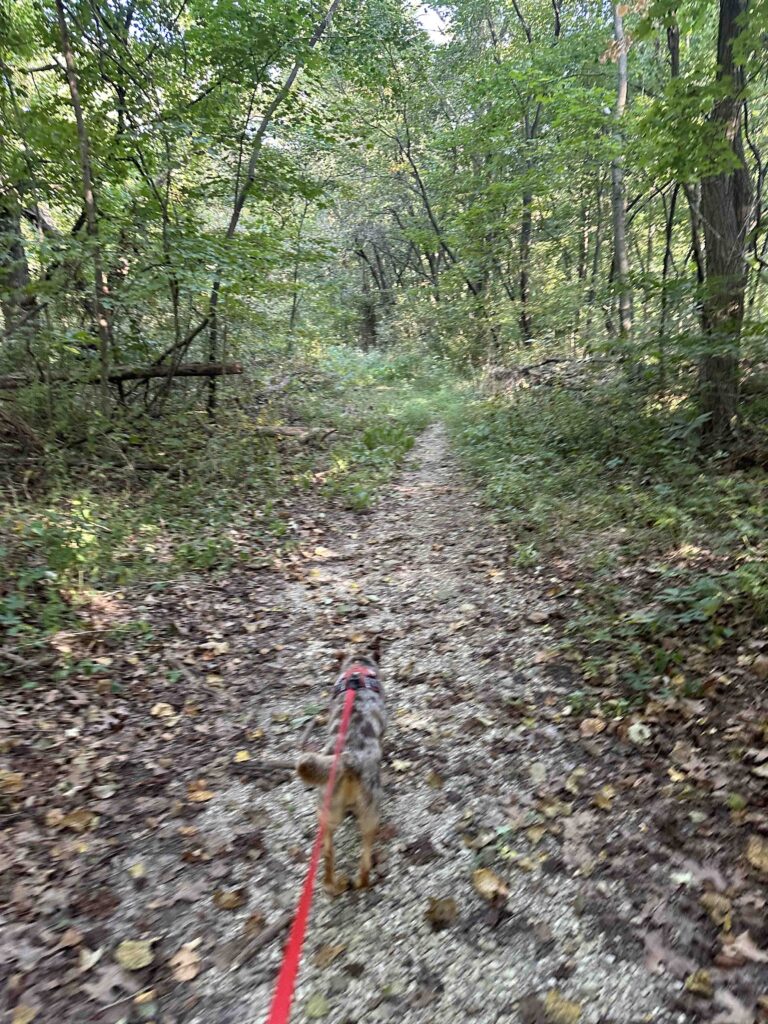 another trail at Deniston Natural Resource Area