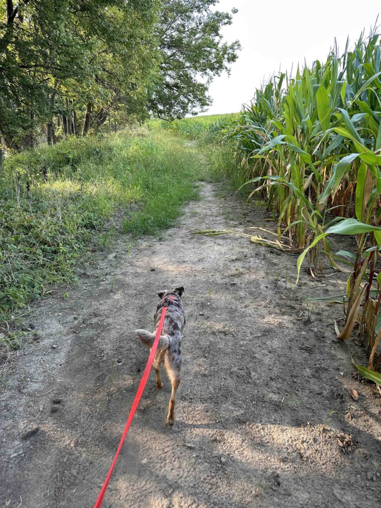 walking near the corn