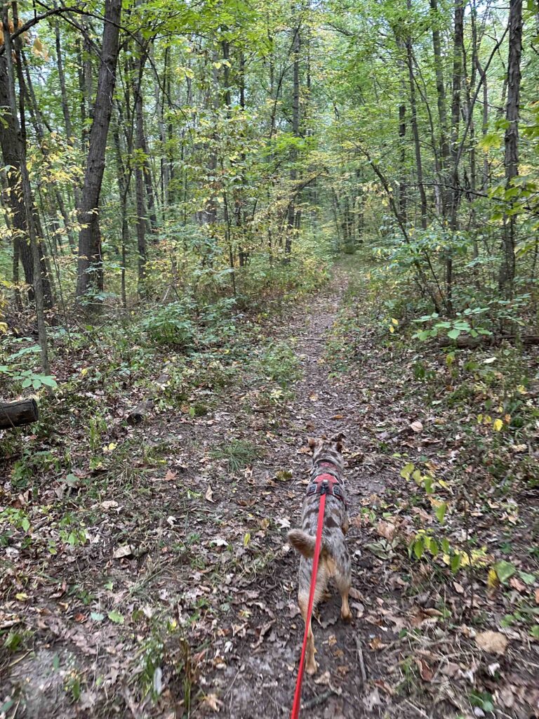 into the woods at Douglas Woods Nature Preserve