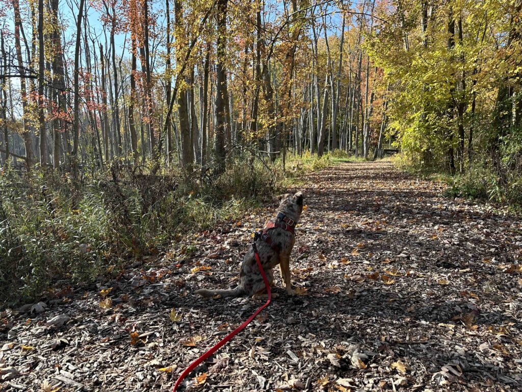 Woodland Park and Nature Preserve