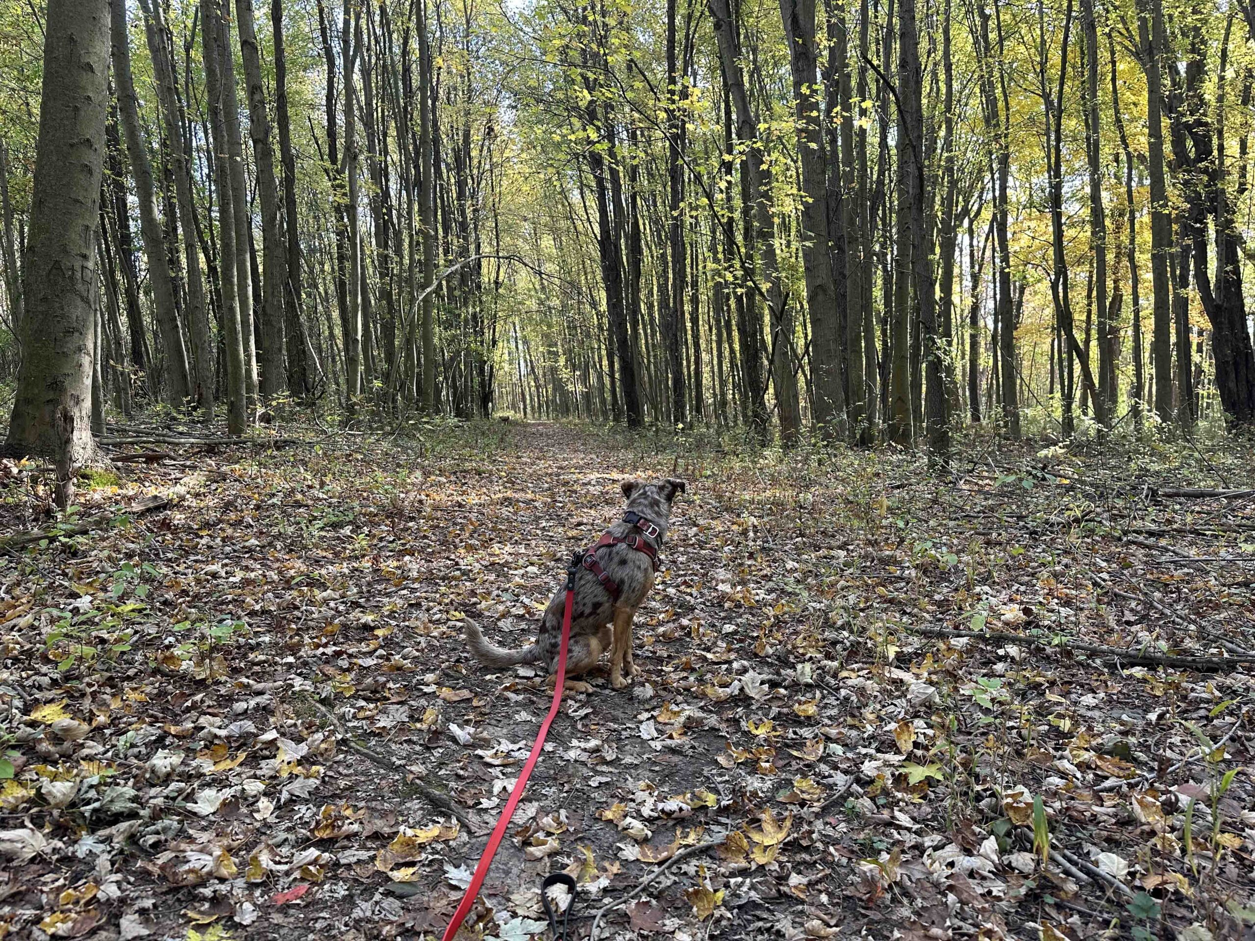 woodland park and nature preserve