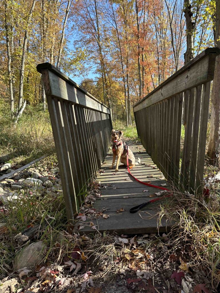 bridge at Woodland Park and Nature Preserve