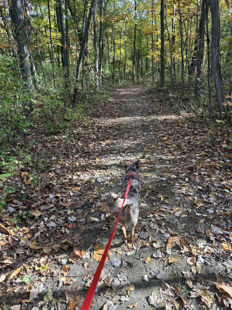 into the woods at Woodland Park and Nature Preserve