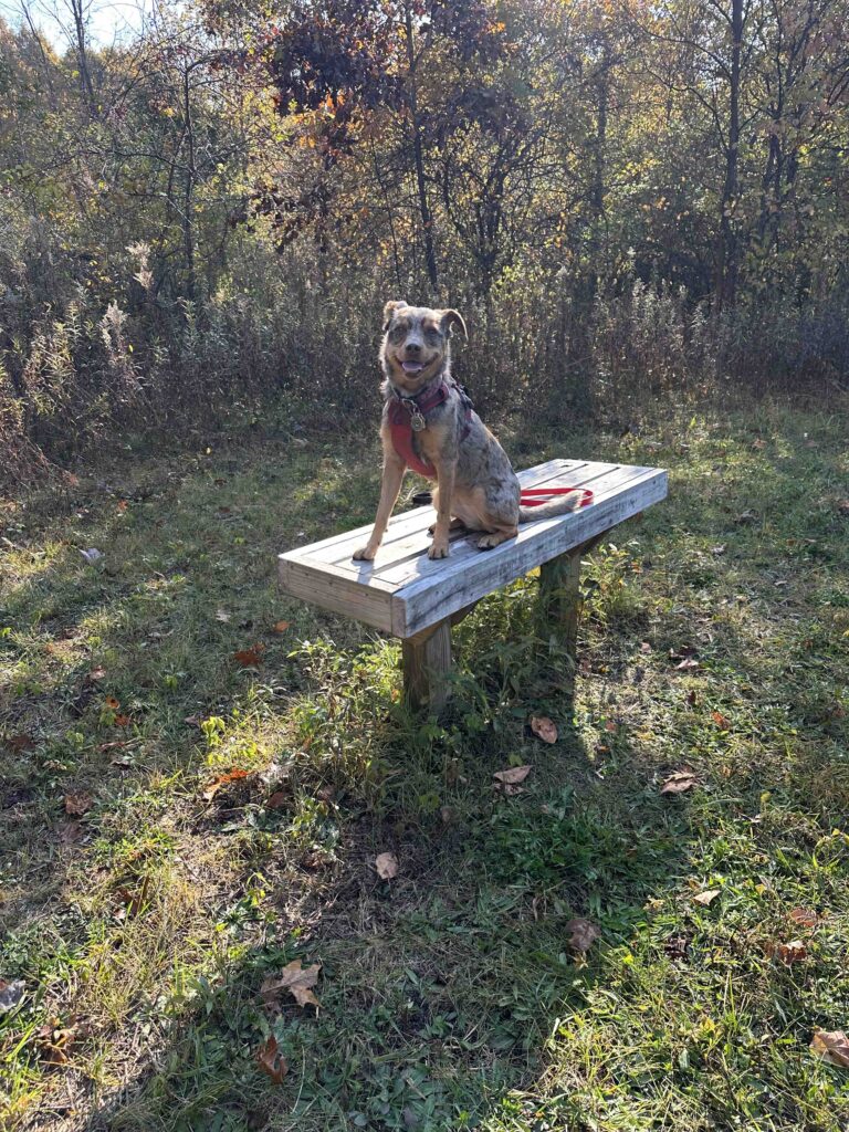 pretty girl on the bench