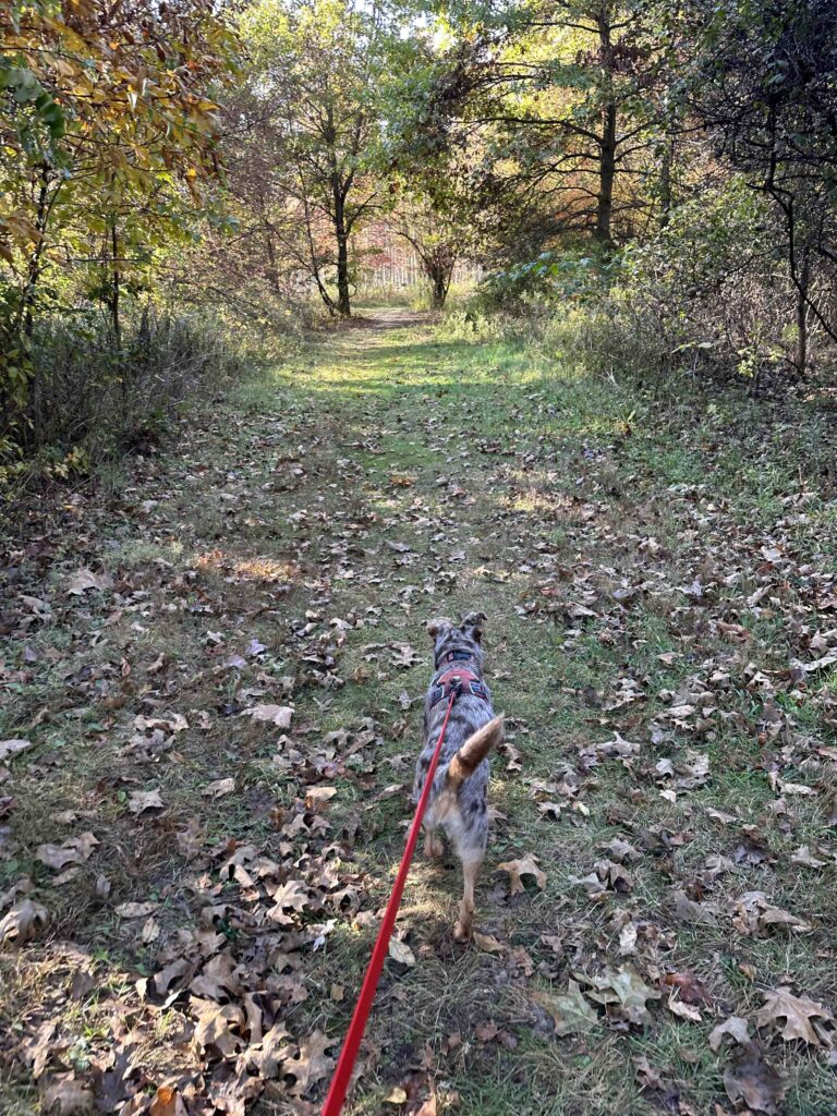 Woodland Park and Nature Preserve