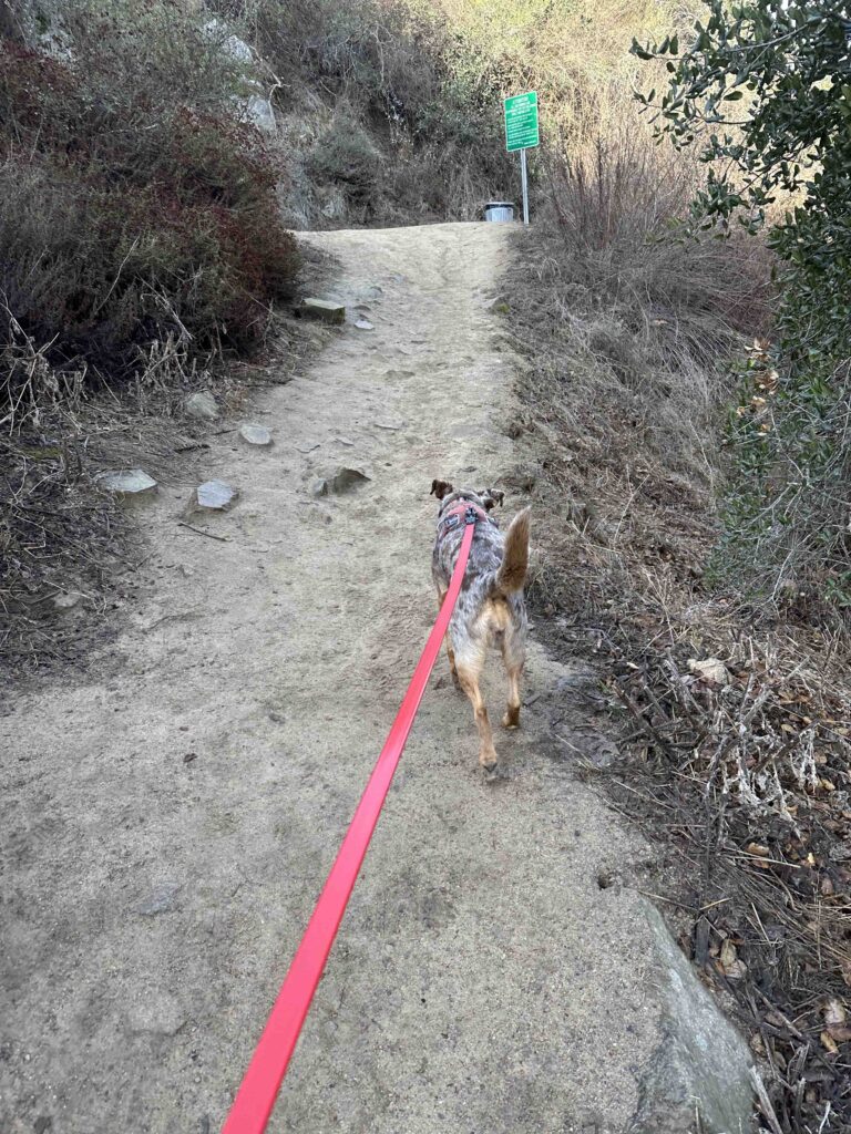 climbing up the way up trail