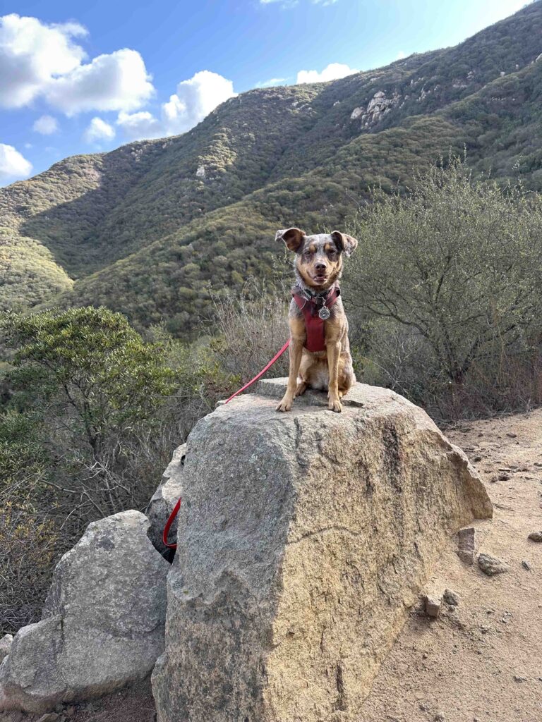 nice view at Elfin Forest Recreational Reserve