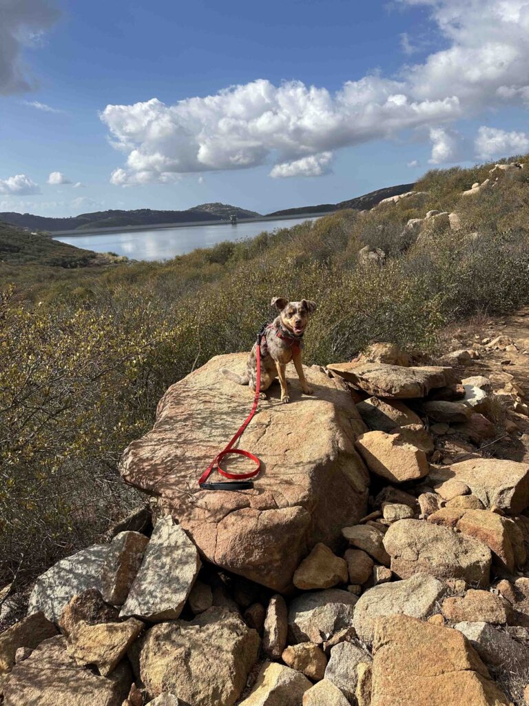 Sunny and the Olivenhaim Reservoir