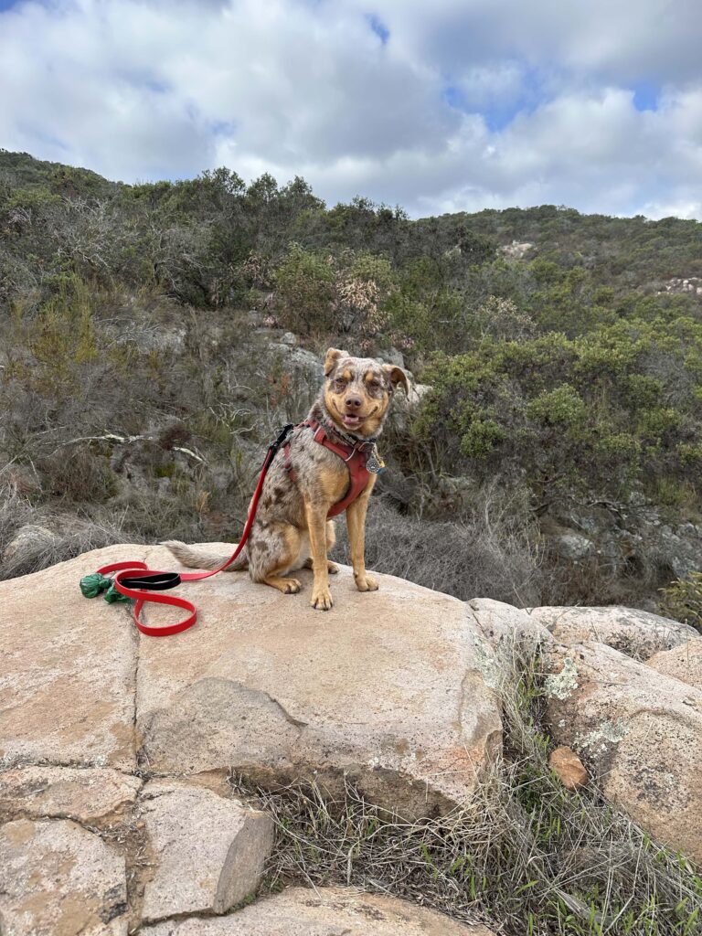 Sunny and the view on the way up