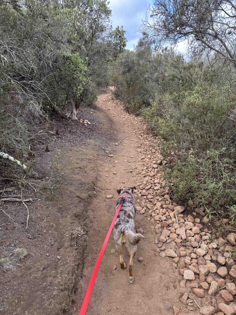 up the trail to Cowles Mountain