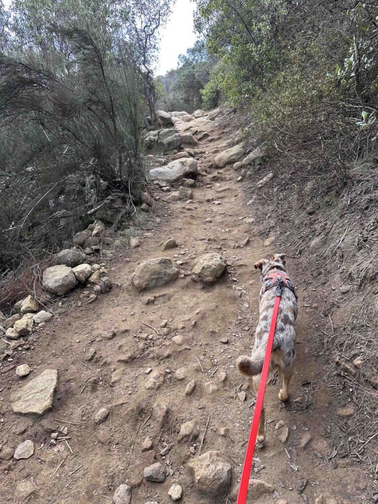 up the trail to Cowles Mountain