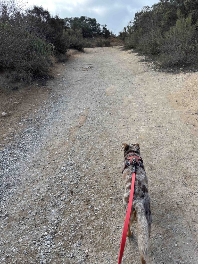 Cowles Mountain service road