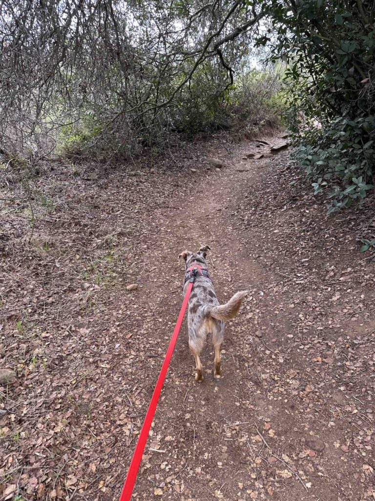 start of the hike to Cowles Mountain