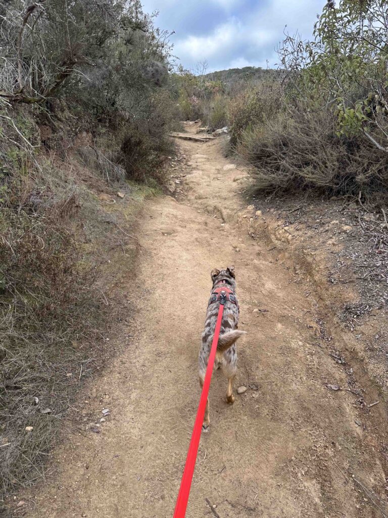 starting the climb to Cowles Mountain