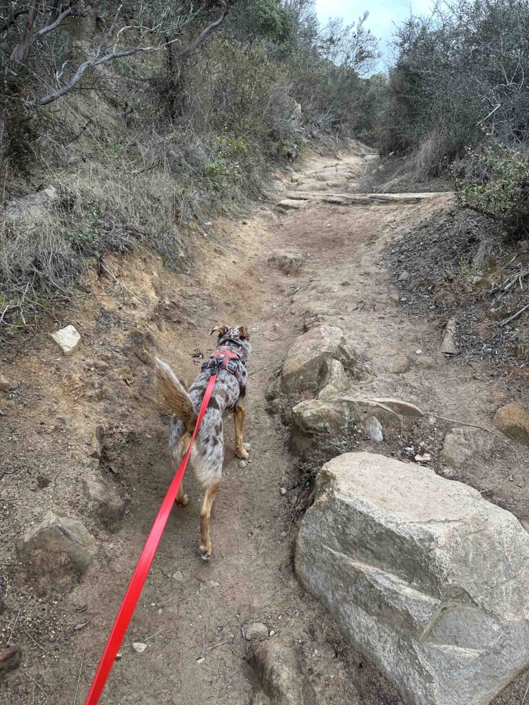 Cowles Mountain