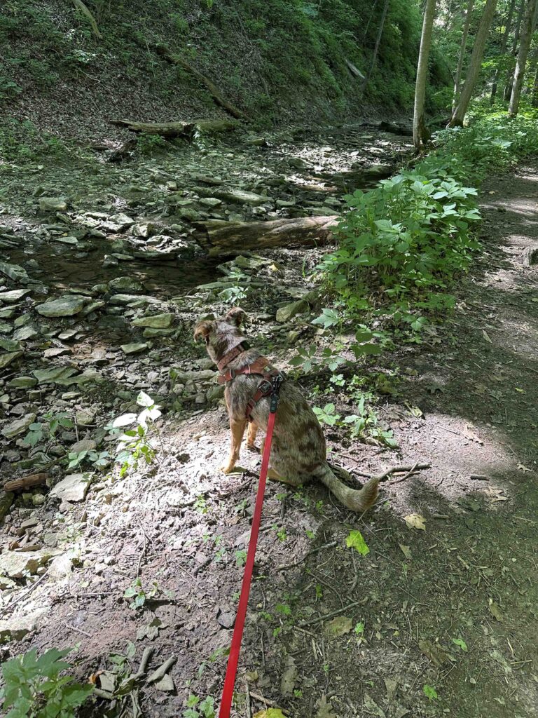 dry creek bed at Salamonie River State Forest