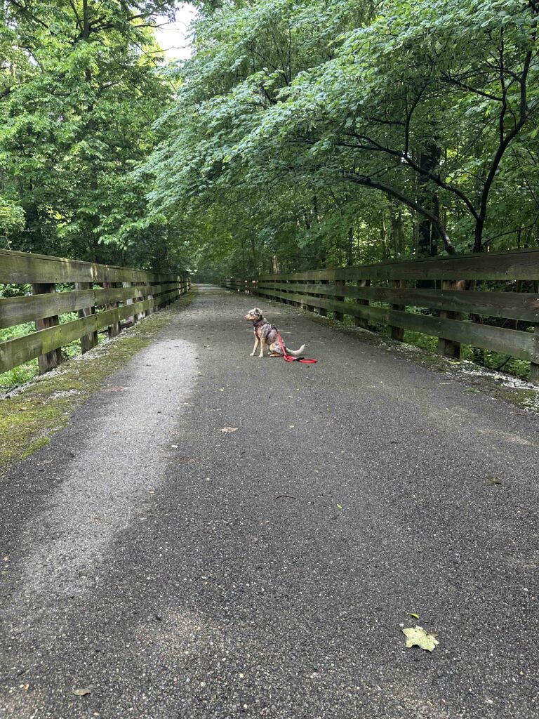 Sunny on Nickel Plate trail