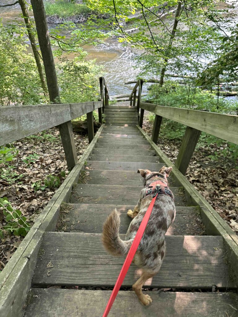 down the steep stairs at Oxbow County Park to the Elkhart River