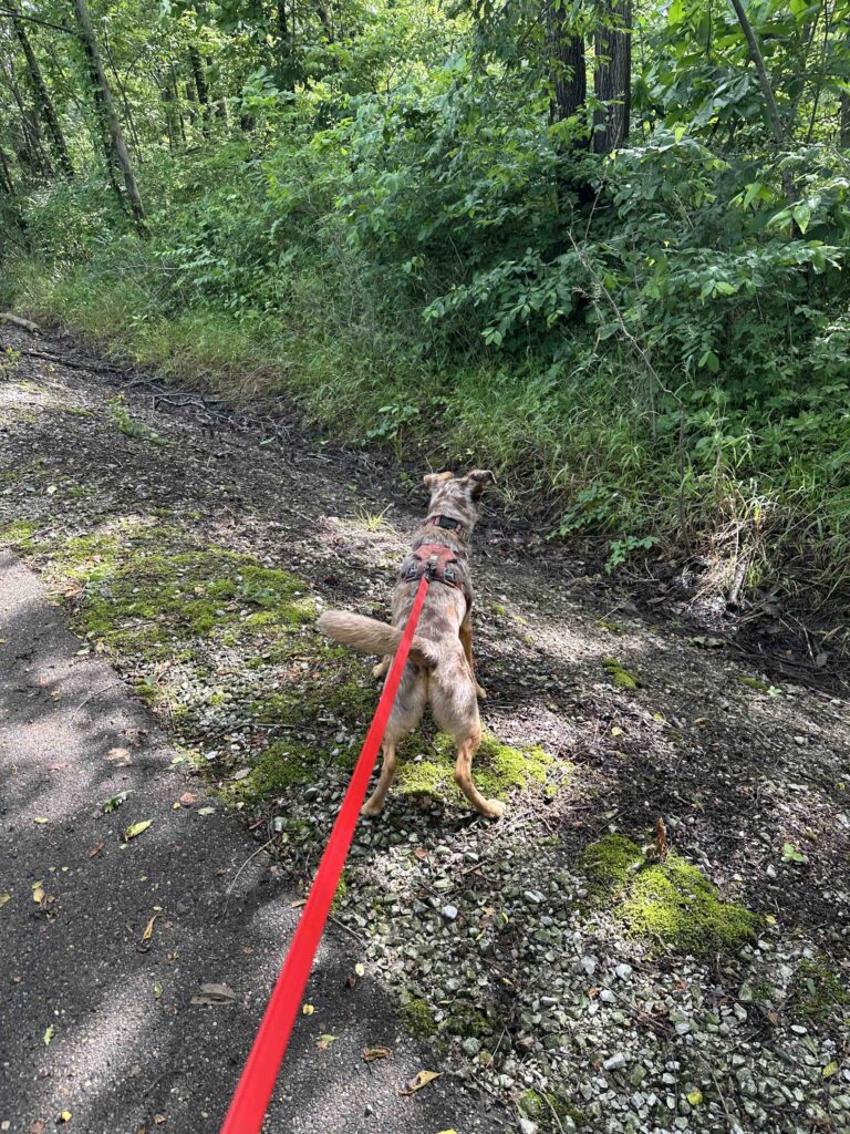 bunny hunting