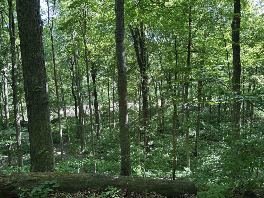 Salamonie River