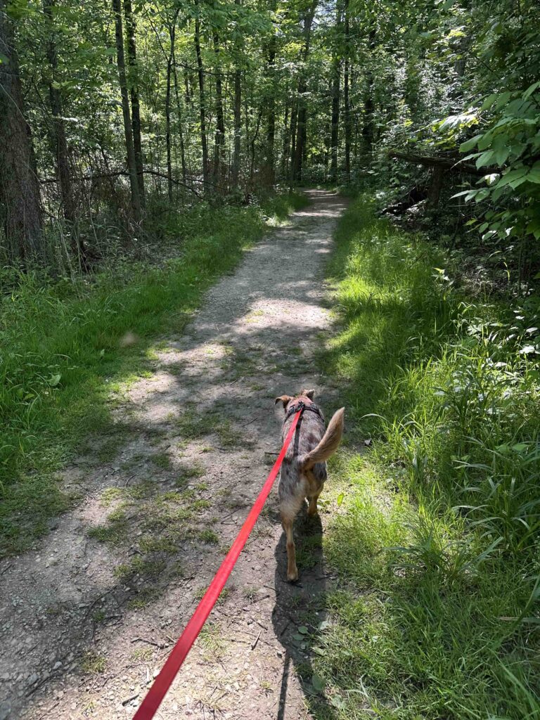 on the trail
