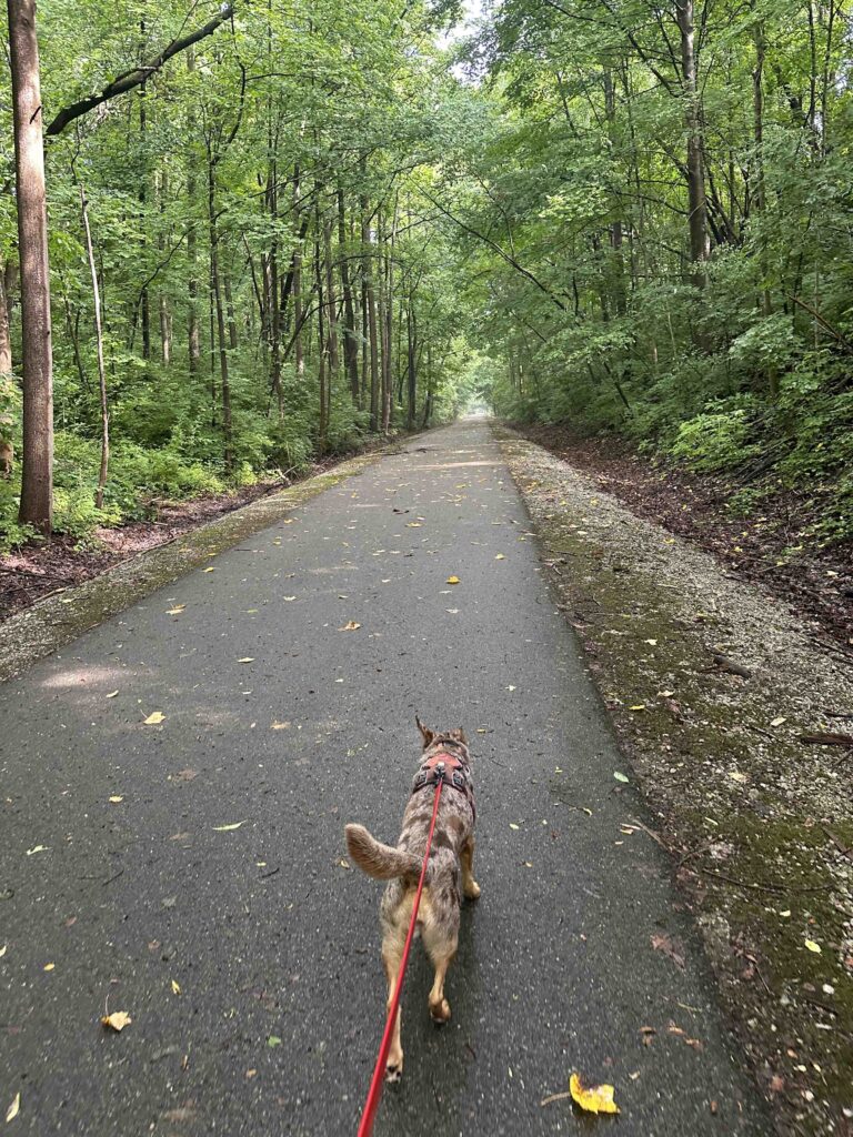 Sunny on the trail