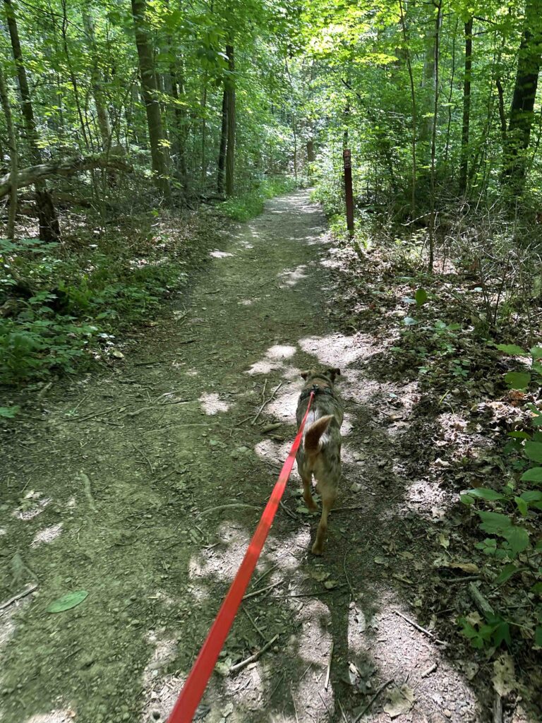looking for waterfalls at Salamonie River State Forest