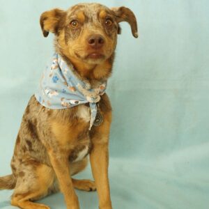 Fabric Bandana - Arf Dog
