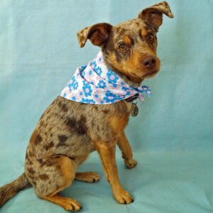 Fabric Bandana - Bubble Gum Flower