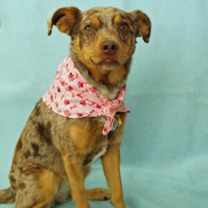 Fabric Bandana - Pink Paws & Bones