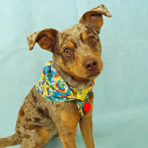 Fabric Bandana - Tie Dye