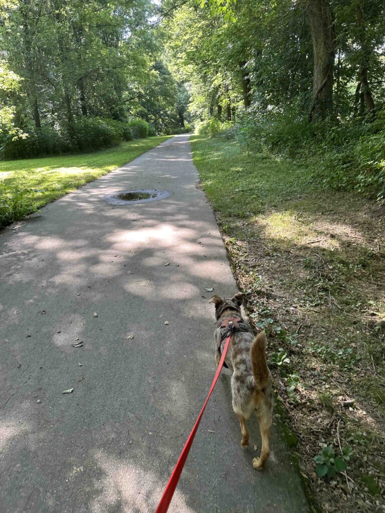 into the woods on the River Greenway