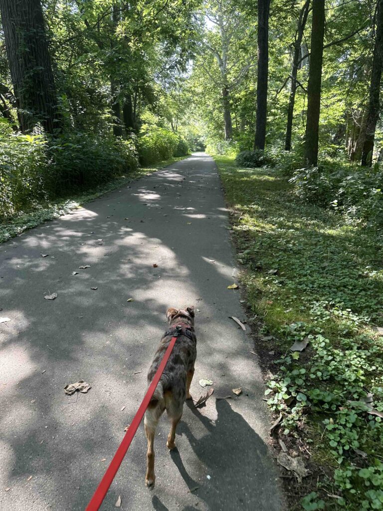 into the woods on the River Greenway