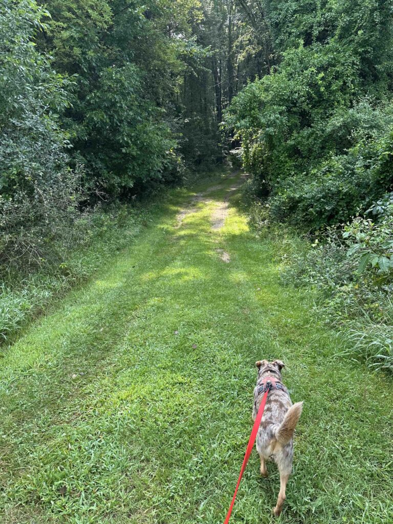 into the woods