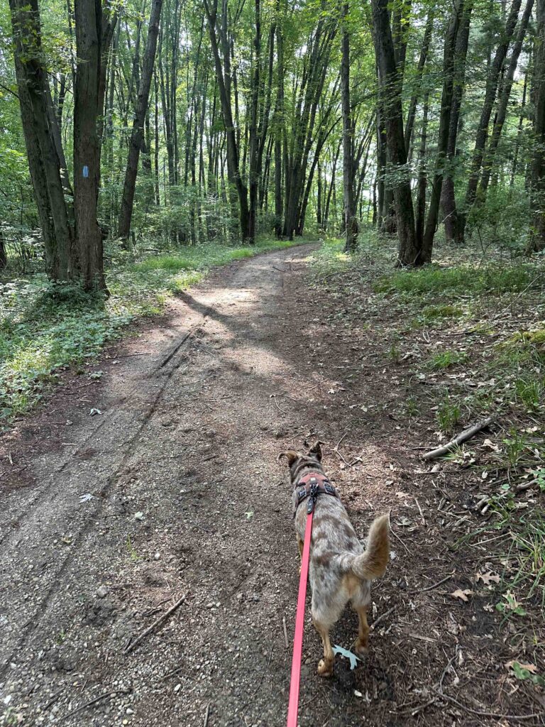 into the woods