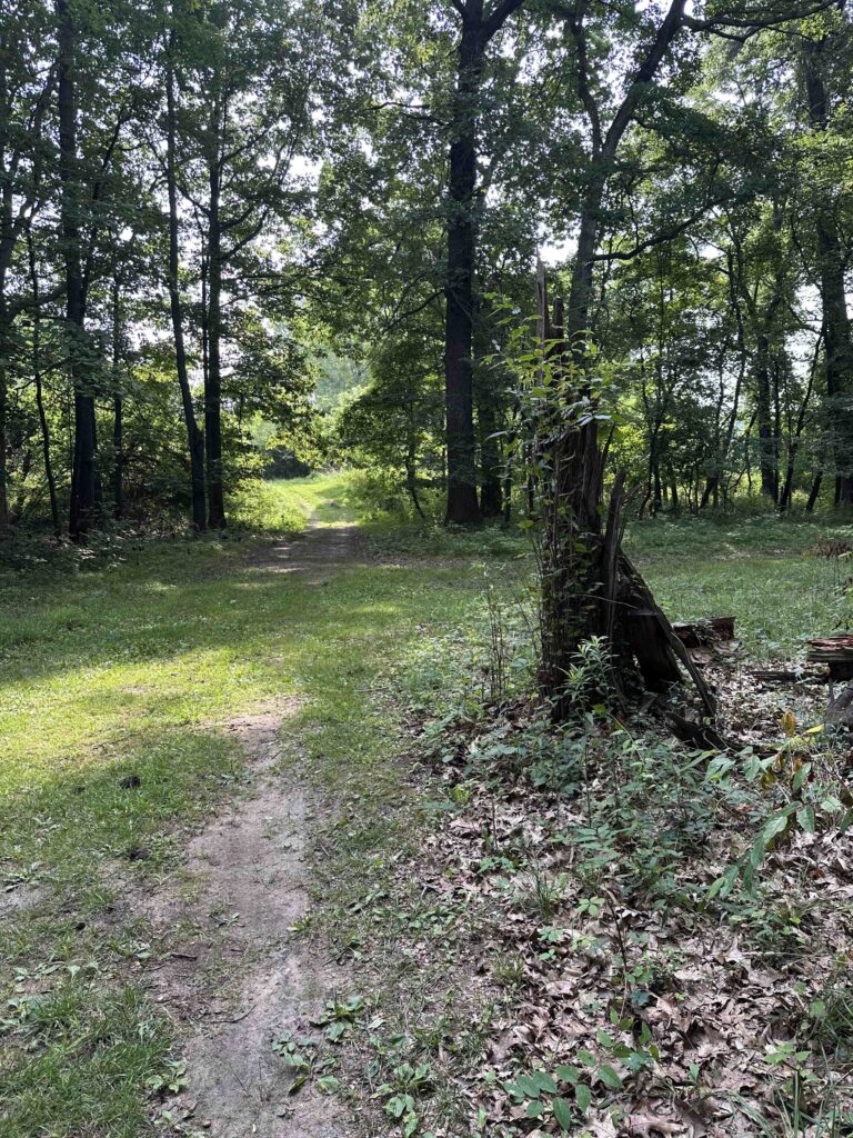 broken tree stump