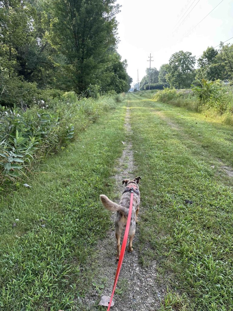 on the trail