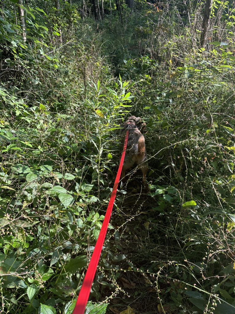 overgrown section of Long