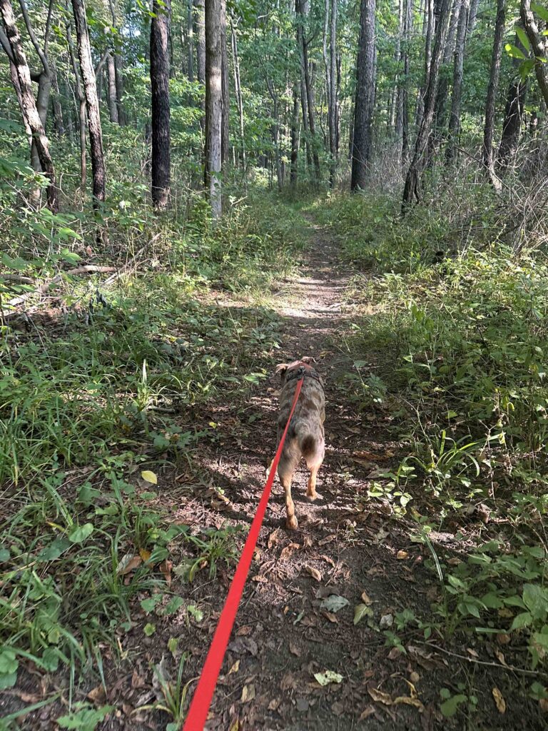 heading toward pine trees at Charles McClue Nature Reserve