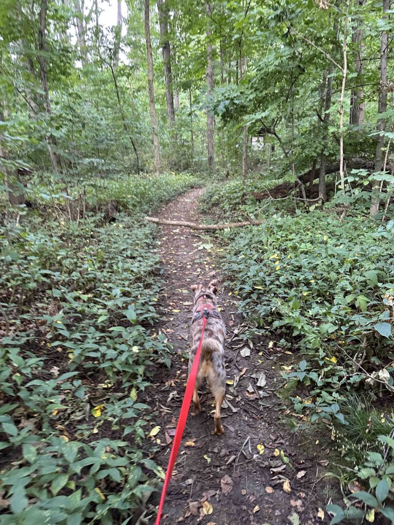 on the trail