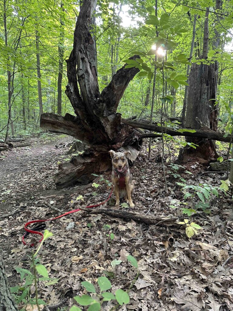 Sunny posing by a tree