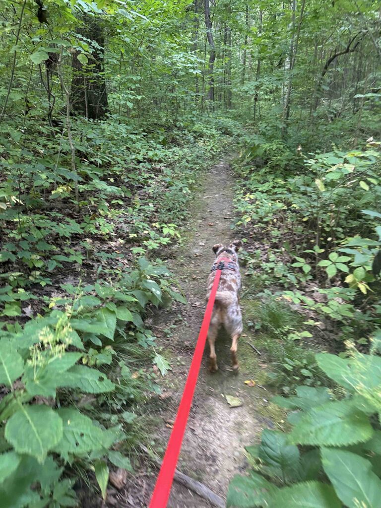 Long Trail at Charles McClue Nature Reserve