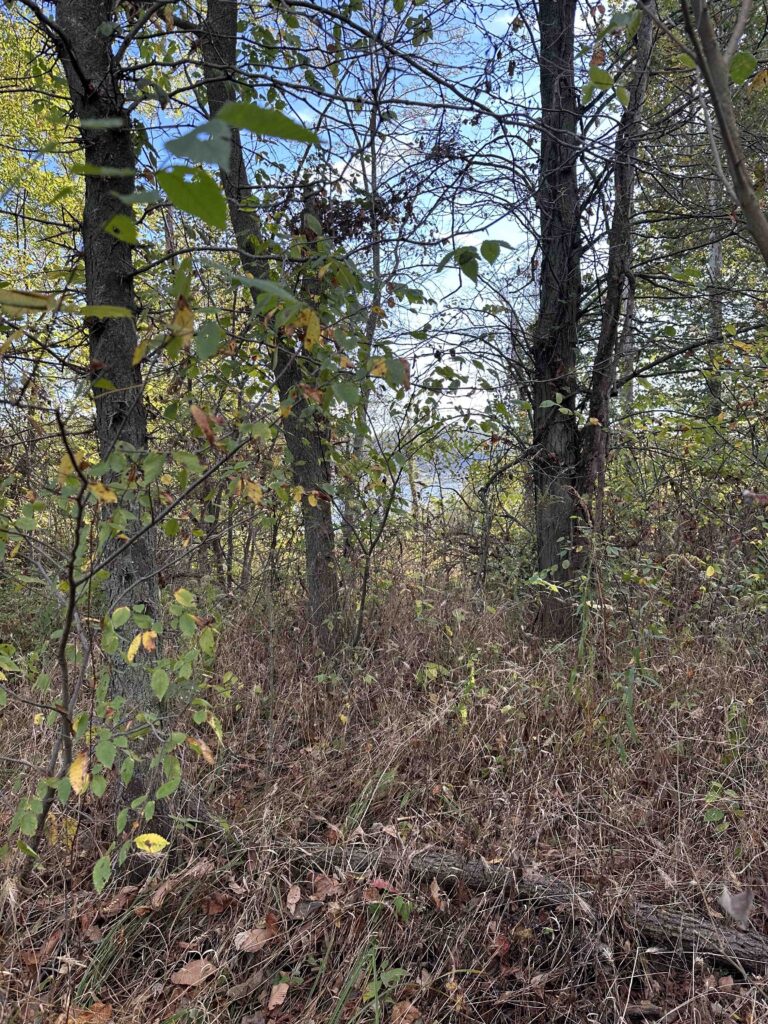 View of Salamonie River