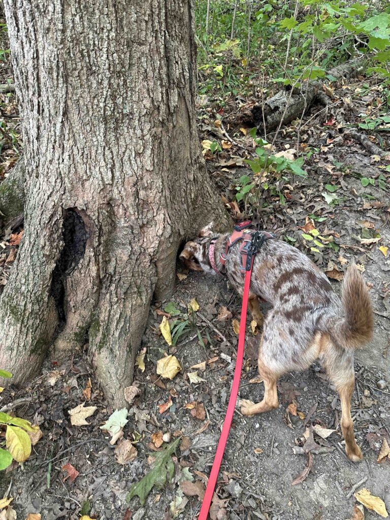 hunting squirrels