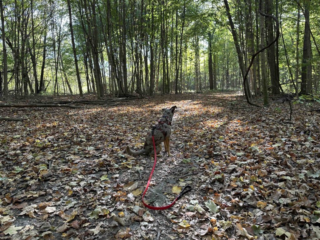 Bloodroot Trail