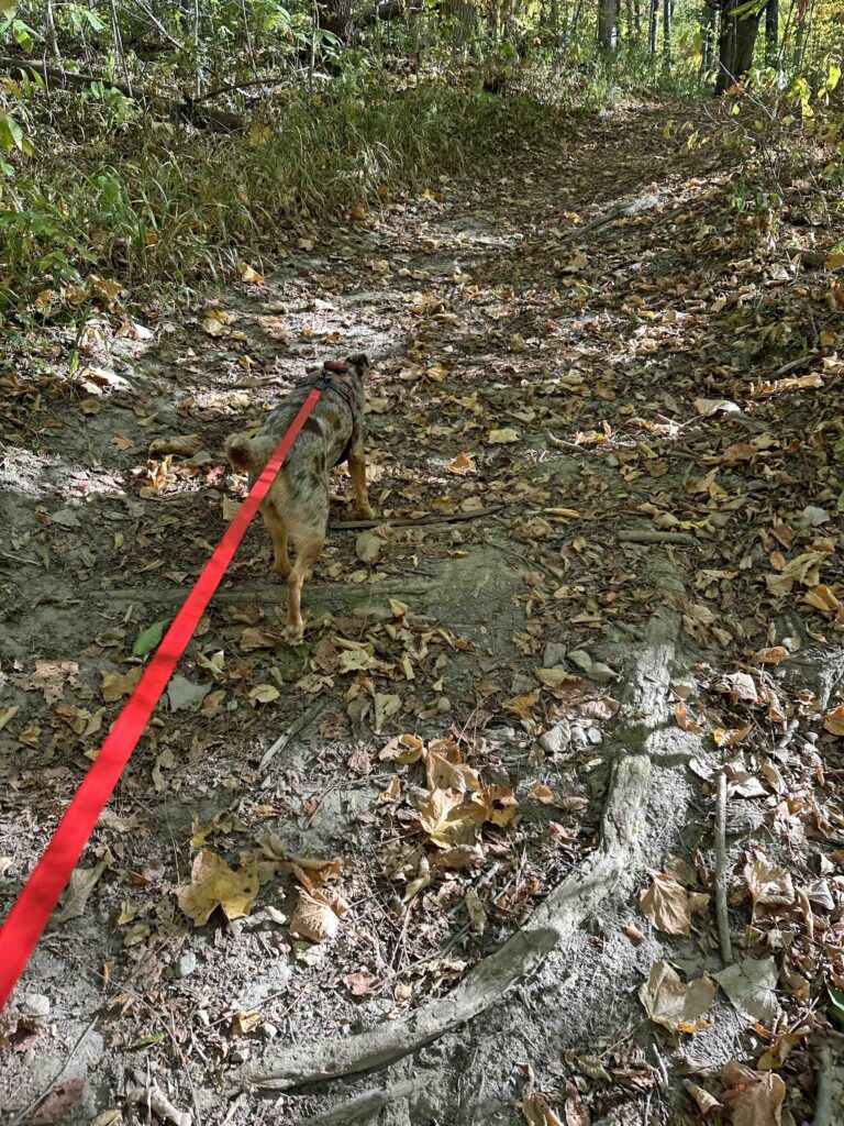 on the Bloodroot Trail