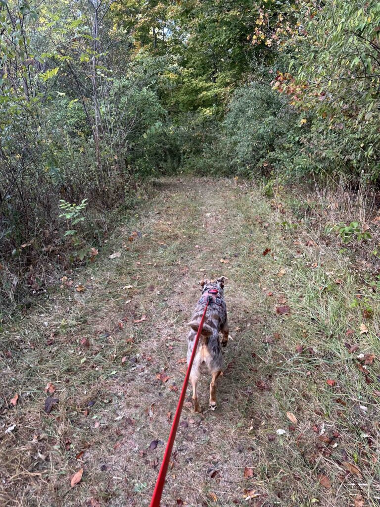 grassy section of the trail