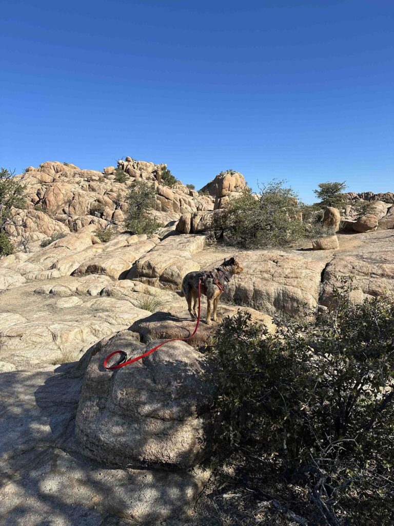 Sunny at top of Granite Gardens trail