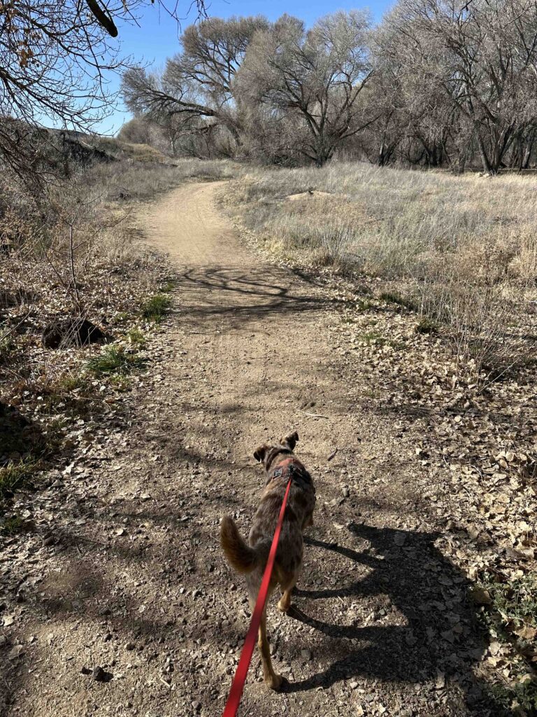 entering the wooded area of the Peavine Trail