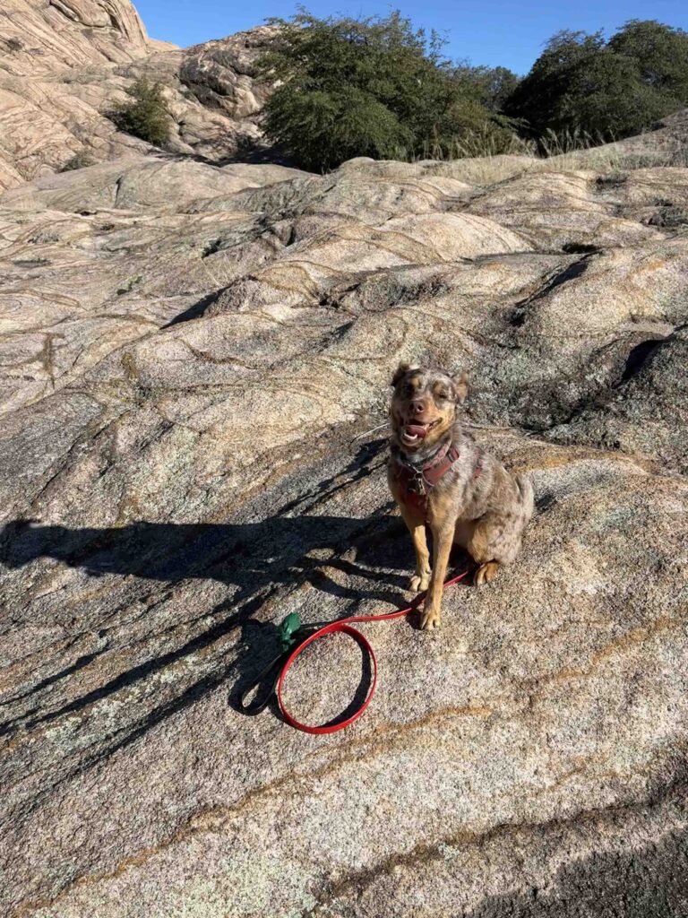 Sunny all smiles on the rock at Willow Lake